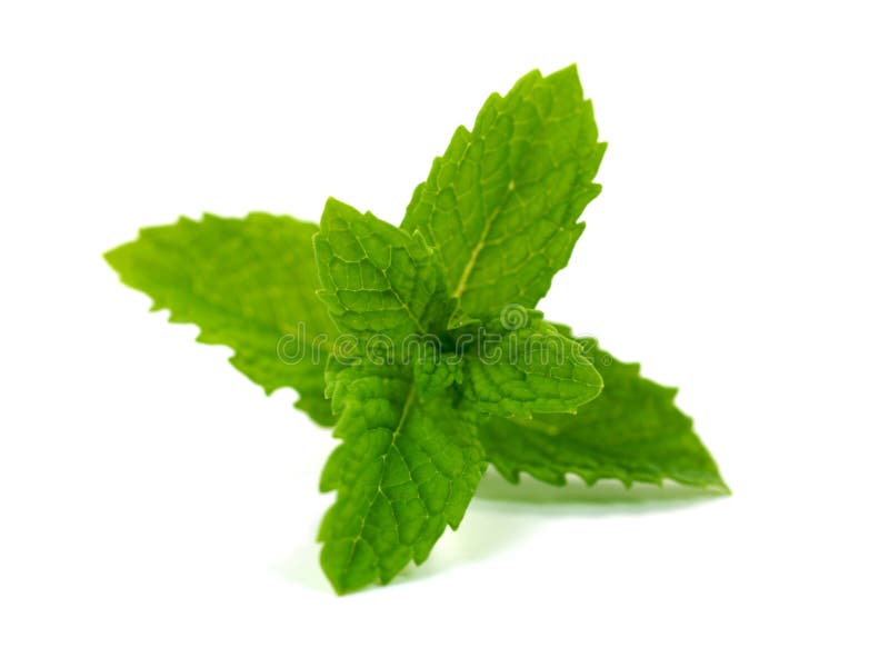 Mint Leaves