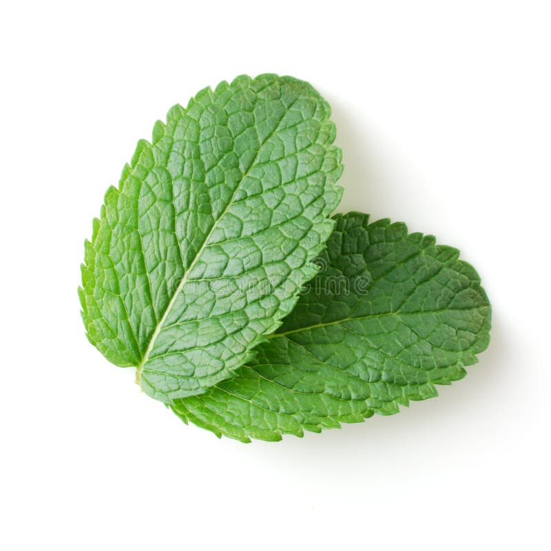 Mint leaves stock photo. Image of macro, herbal, green 14310646
