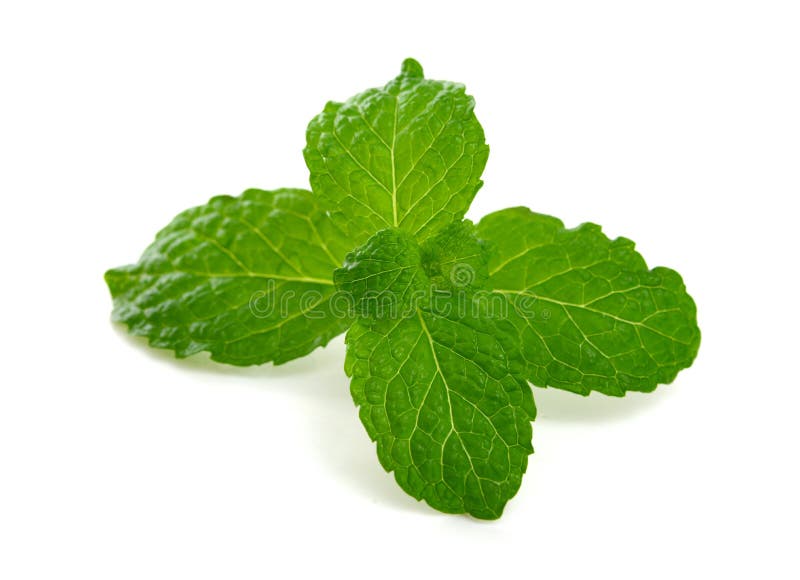 Mint leaves stock image. Image of green, medicine, white 37527947