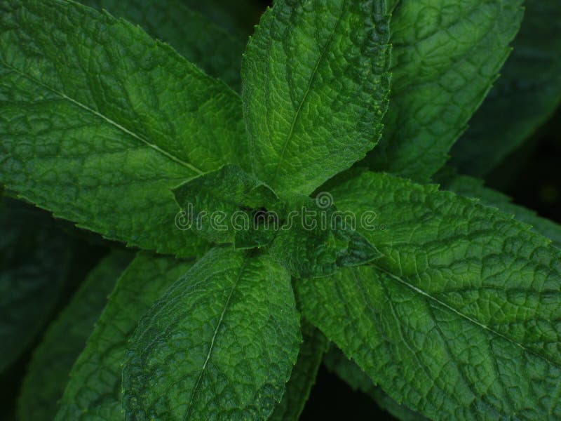 Mint leaves stock photo. Image of medicine, symmetrical 727202