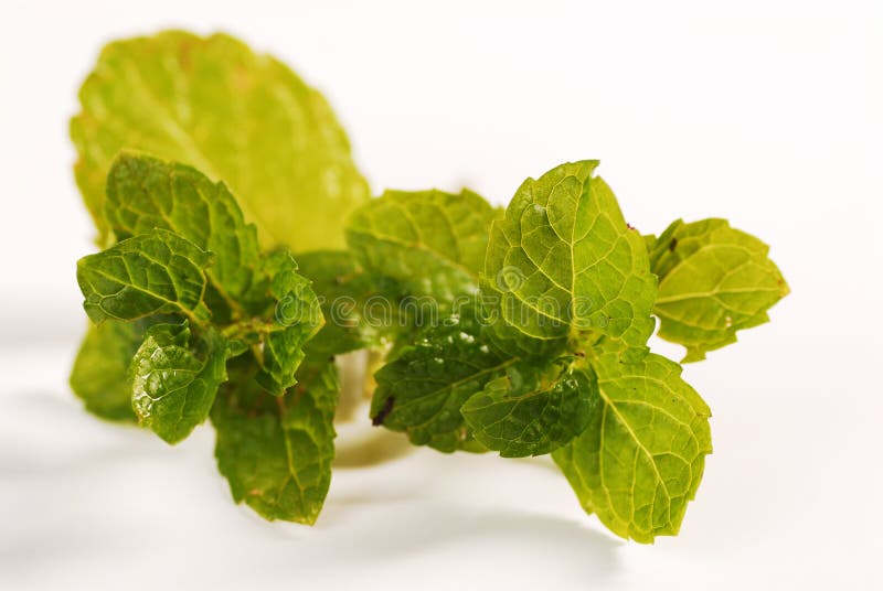 Mint Leaves stock photo. Image of herb, leaves, fresh 12948498