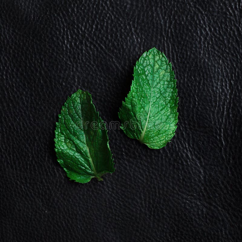Mint Leaves on a Black Background Stock Photo Image of bright, fresh