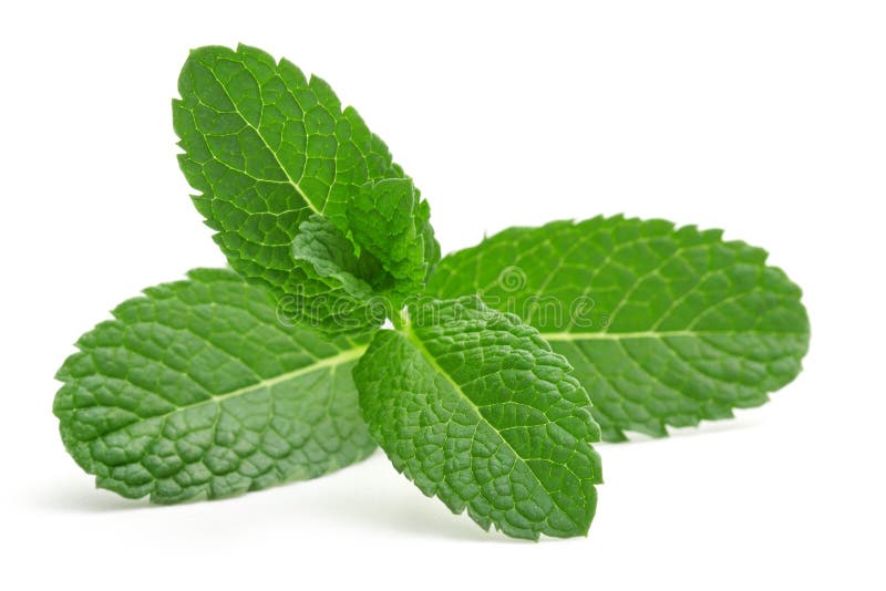 134,149 Mint Leaves Stock Photos - Free & Royalty-Free Stock Photos from  Dreamstime