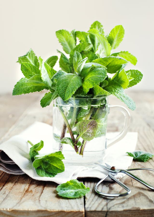 Mint leaves in cup stock image. Image of ingredient, therapy 41223885