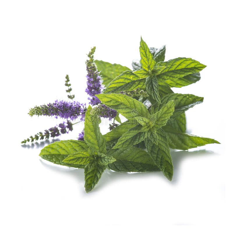 Mint Leaves and Flowers Isolated on White Background Stock Image