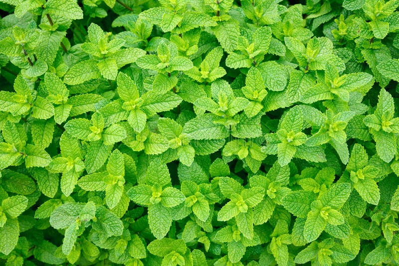Mint leaves. Green mint leaves close-up background stock image