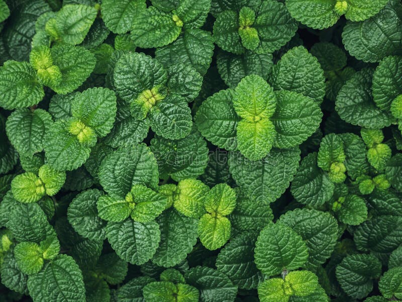 Mint Leaves Green Herb Plant Texture Background Stock Photo Image of