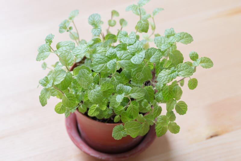 Mint leaves stock image. Image of flowerpot, spice, texture 46657417