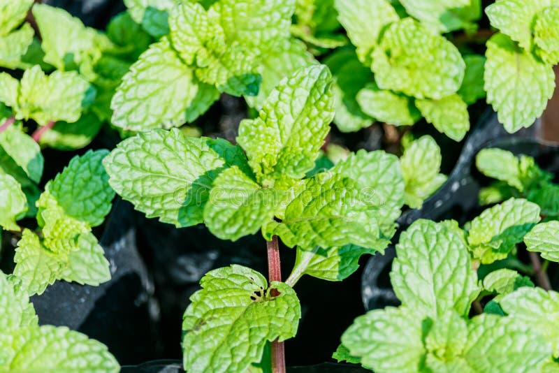 Mint Leaves Growing in a Garden. Mint, Peppermint, Spearmint Stock Image Image of green