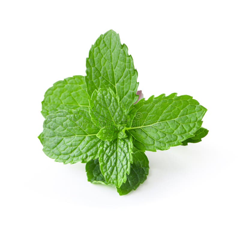 Mint leaves isolated over a white background