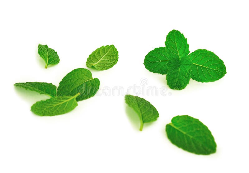 Mint Leaves and Drug Isolated on White Background Stock Photo Image