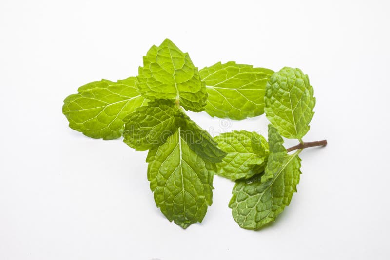 Mint Leaves and Sweet Basil Stock Photo Image of farming, plant 39981668