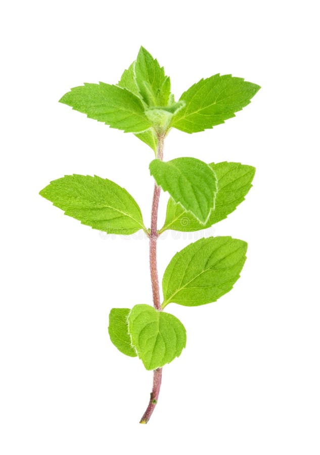 Mint leaves isolated stock photo. Image of color, stem 141480832