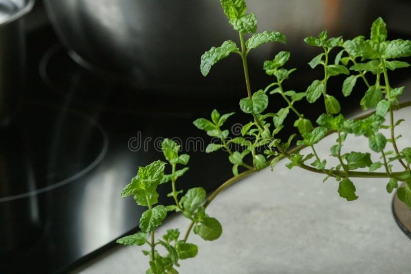 Fresh Mint Leaves on the Kitchen Stock Image Image of cooking, branch