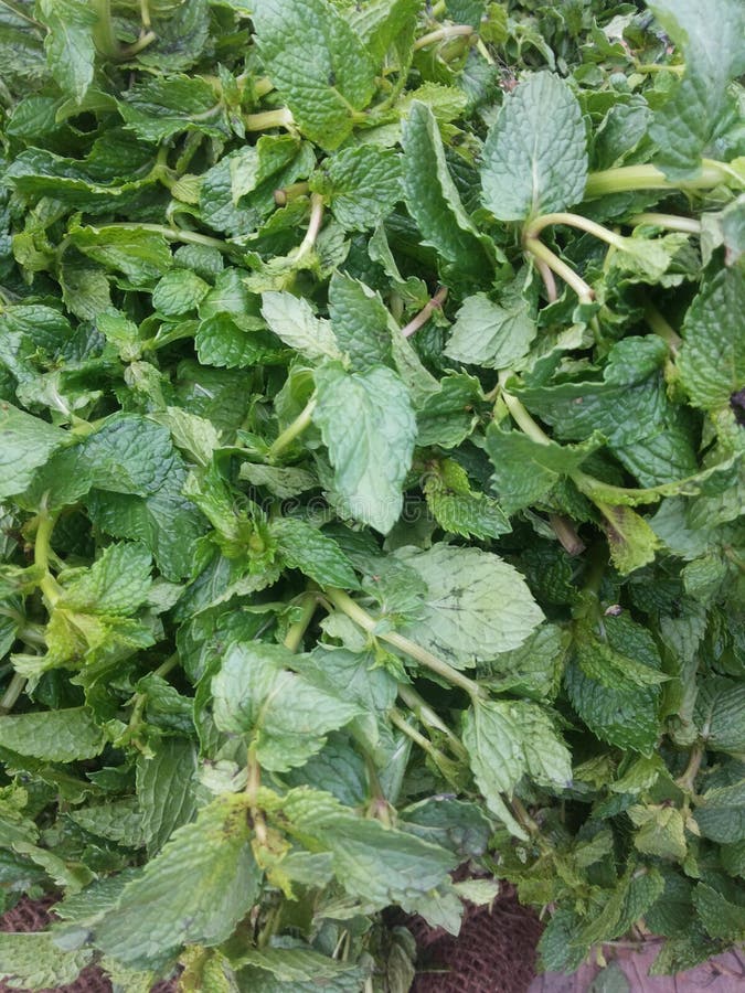 Mint leaves in market stock image. Image of garnish, herbal 70297859
