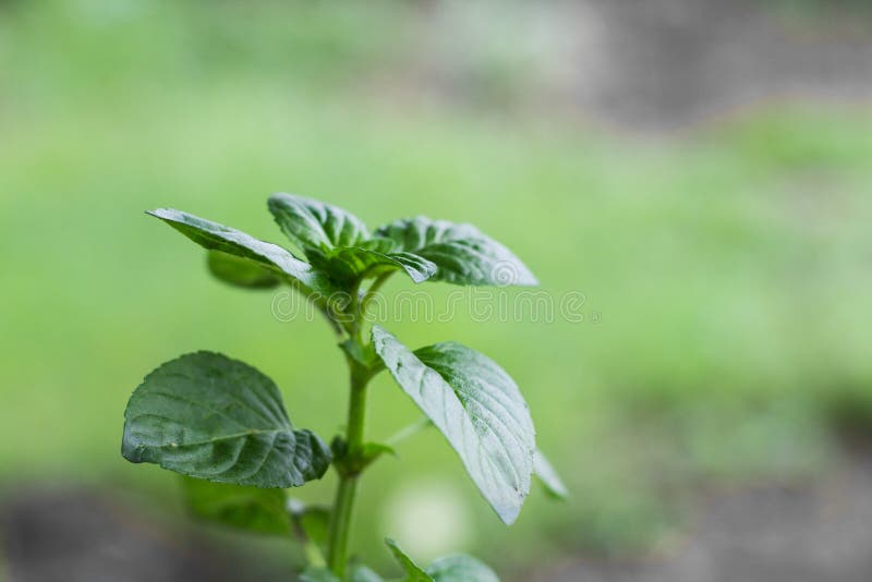 Mint Leaves on the Organic Garden Plant in Spring Stock Photo Image