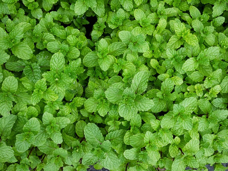 Mint Leaves Peppermint Leaves of Mint Stock Image Image of growing