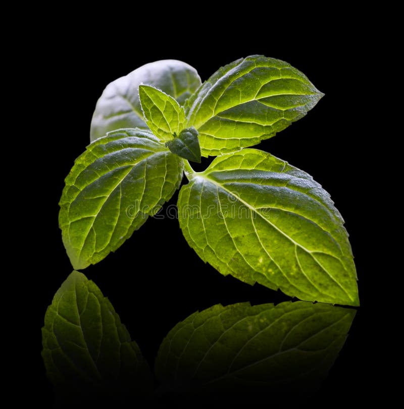 Mint leaves stock photo. Image of spice, closeup, healthy 33063070