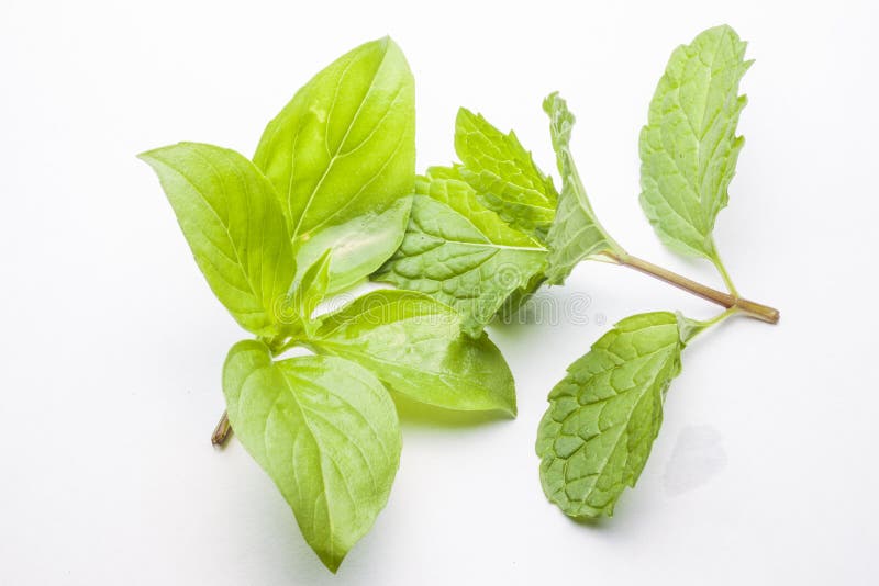 Mint Leaves and Sweet Basil Stock Photo Image of farming, plant 39981668