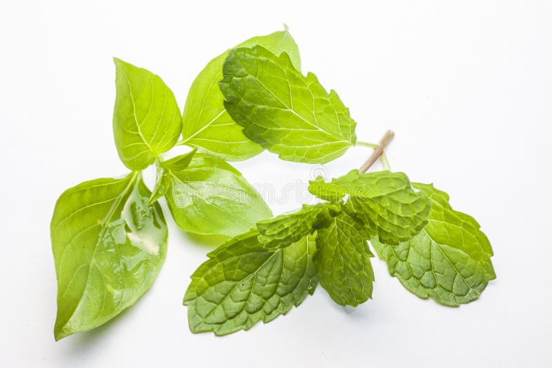 Mint Leaves and Sweet Basil Stock Photo Image of farming, plant 39981668