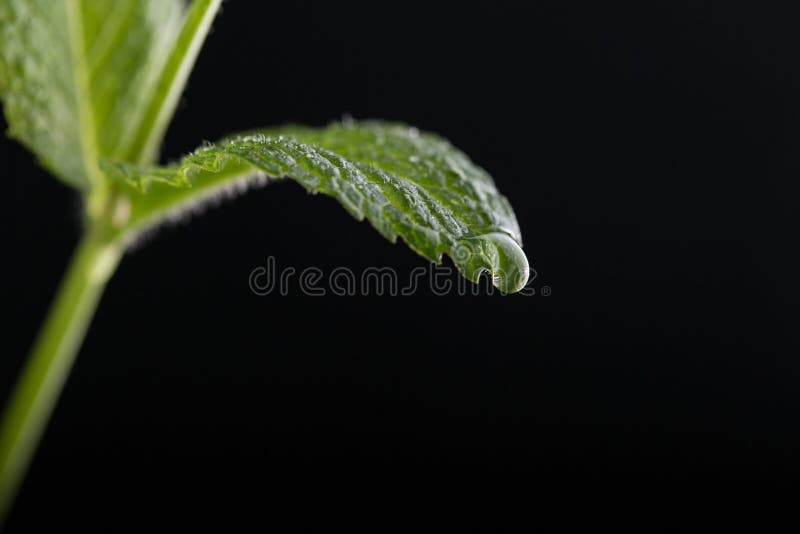 Mint leaves on the water stock photo. Image of water 70775652
