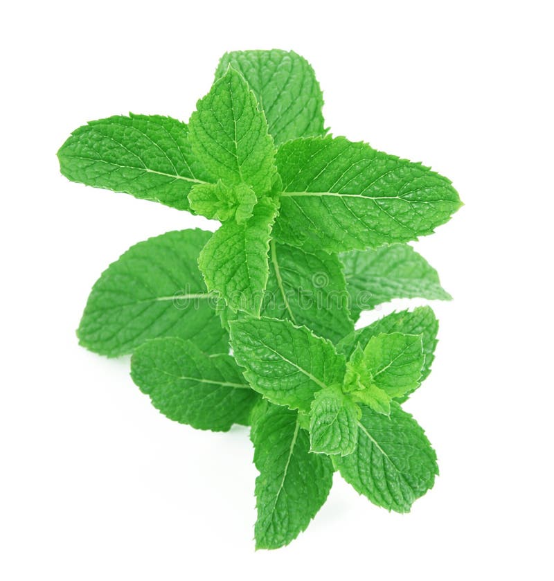Mint Leaves on White Background Stock Image Image of vegetable