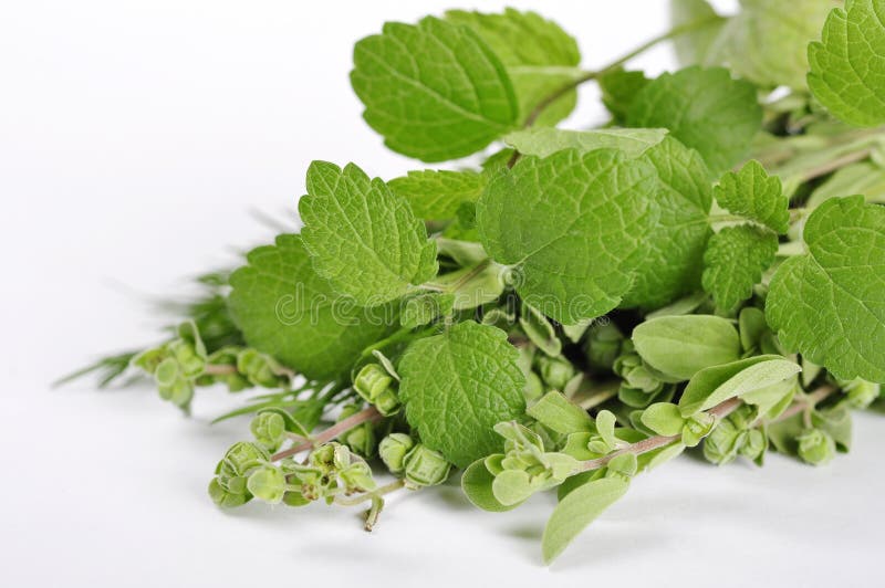 Mint and marjoram stock image. Image of fragrant, meat 27510675