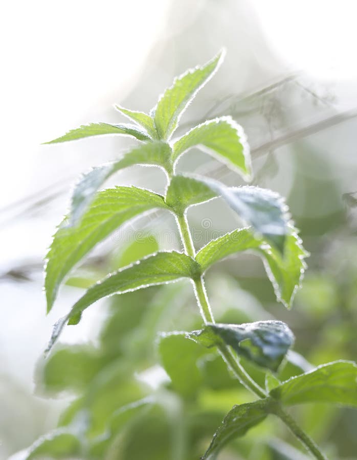 Mint plant royalty free stock photography