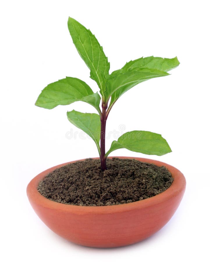 Mint plant on a clay pot stock photo. Image of bunch 30615876