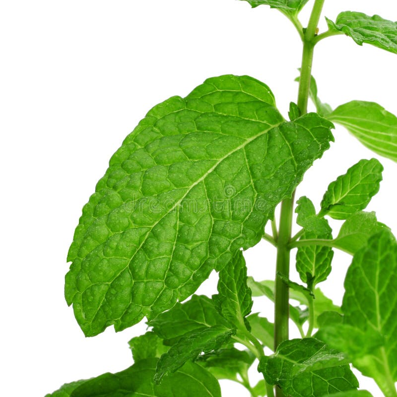 Mint plant stock photo. Image of botany, aroma, freshness 36275694