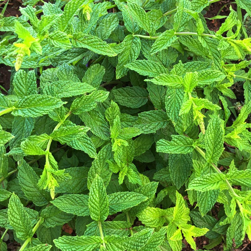 Mint Plant Grow at Vegetable Garden Stock Image Image of crop