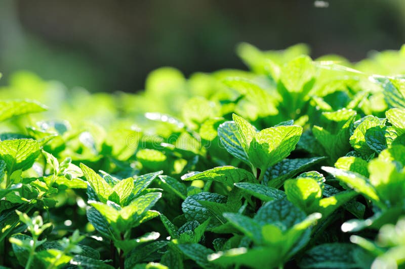 Mint Plant Grow at Vegetable Garden Stock Photo Image of bright, grow
