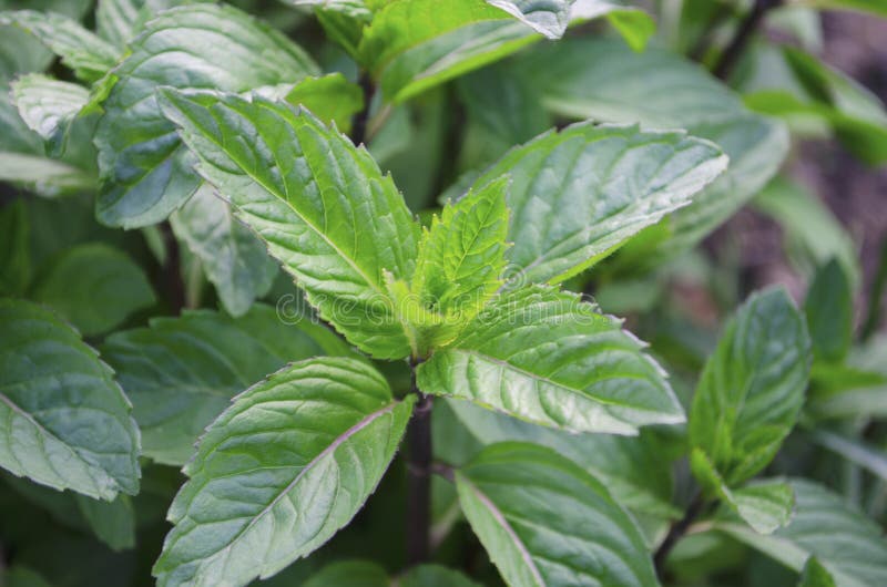 The Mint Plant and Lemon Balm are Grown in the Garden. Fragrant Plant