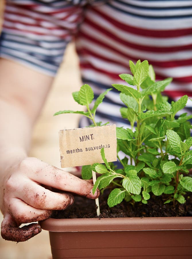 Mint plant on urban garden stock image. Image of planting 38447695