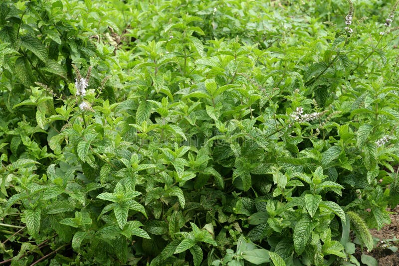 Mint Plant in Vegetable Garden Stock Image Image of growing