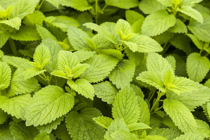 Mint plants outdoors stock image. Image of green, leaves 84912785