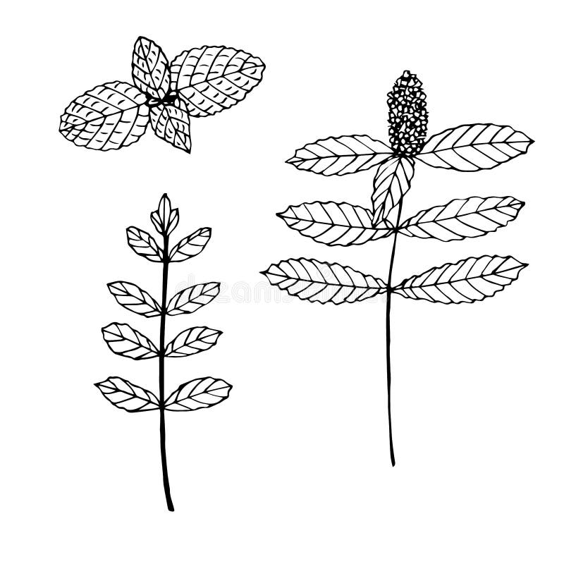 Mint Set of Twigs with Leaves and Flowers, Vector Illustration, Hand
