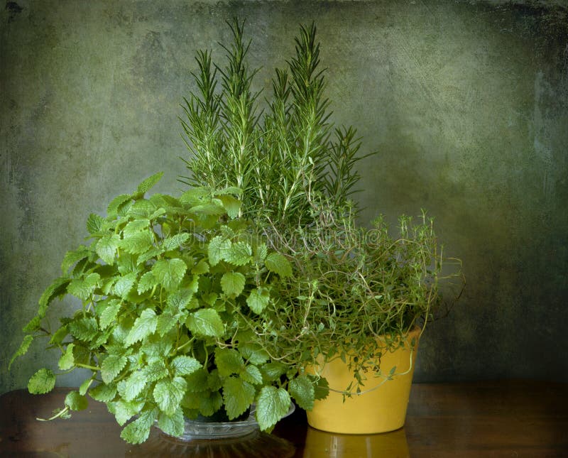 Mint, thyme and rosemary