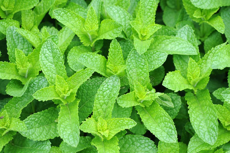 Mint trees stock image. Image of closeup, stem, ingredient - 31337133