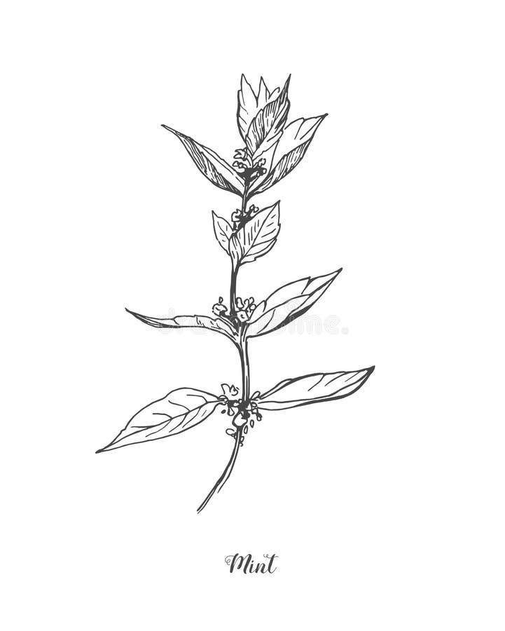 Mint Vector Drawing Set. Isolated Mint Plant and Leaves. Herbal