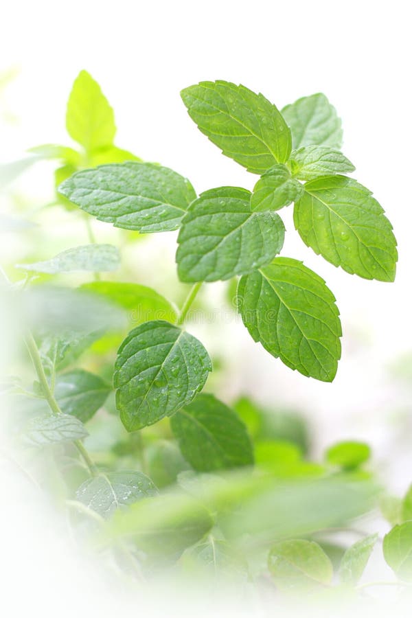 Mints royalty free stock photos