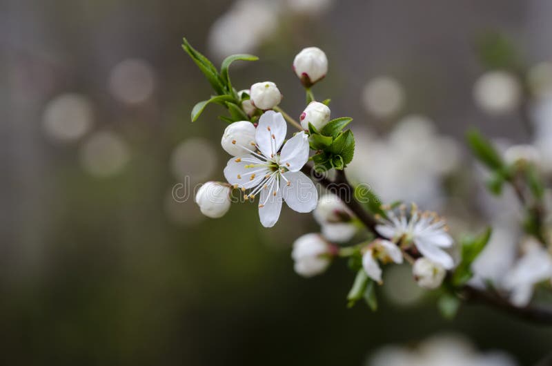 Minunată floare de prune mirabelle în grădină royalty free stock images