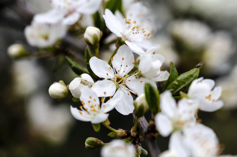 Minunată floare de prune mirabelle în grădină stock photography