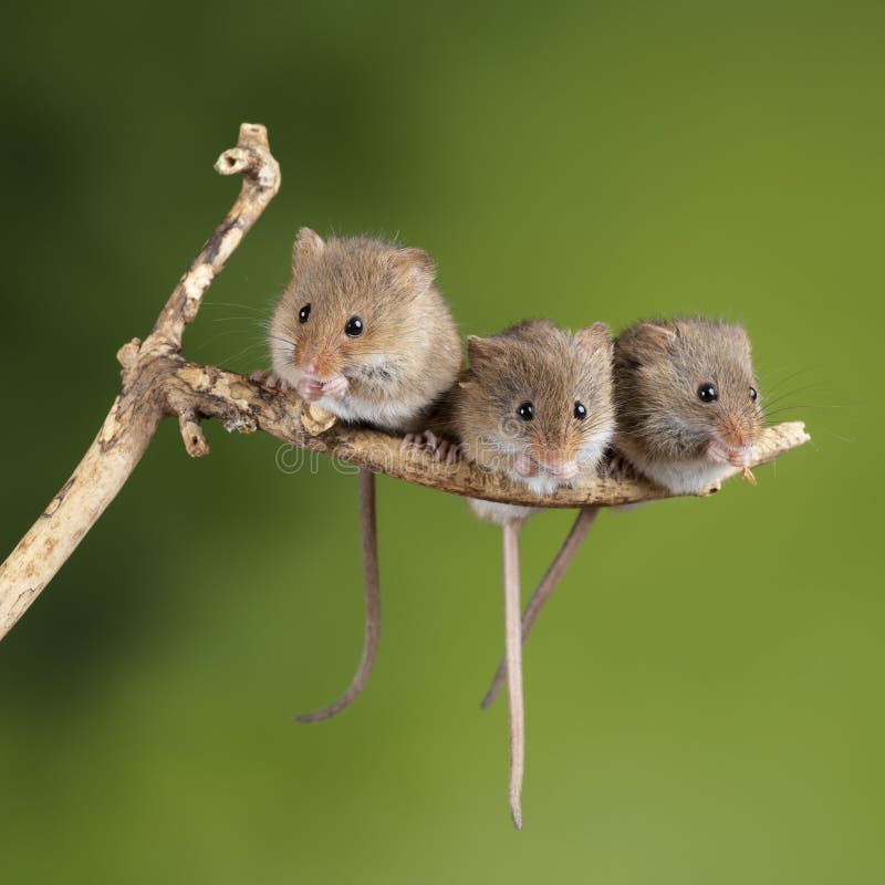 Minutus adorabile e sveglio dei micromys dei topi di raccolto sul bastone di legno con fondo verde neutrale in natura