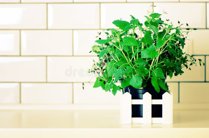 Minze, Thymian, Basilikum, Petersilie - aromatische organische Kräuter auf weißem Küchentisch, Ziegelsteinfliesenhintergrund Eing lizenzfreie stockfotos Minze, Thymian, Basilikum, Petersilie - aromatische organische Kräuter auf weißem Küchentisch, Ziegelsteinfliesenhintergrund Eing lizenzfreie stockfotos