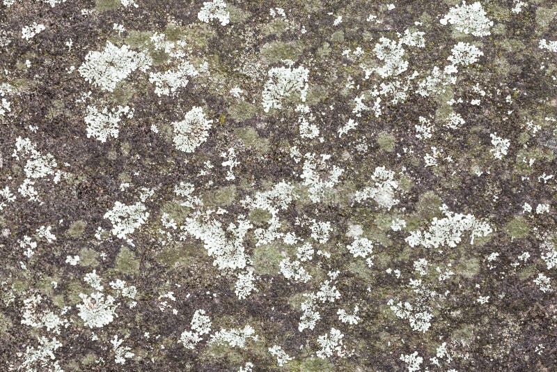 Minze und Grün farbige Flechte auf Grey Rock Wall lizenzfreies stockfoto Minze und Grün farbige Flechte auf Grey Rock Wall lizenzfreies stockfoto