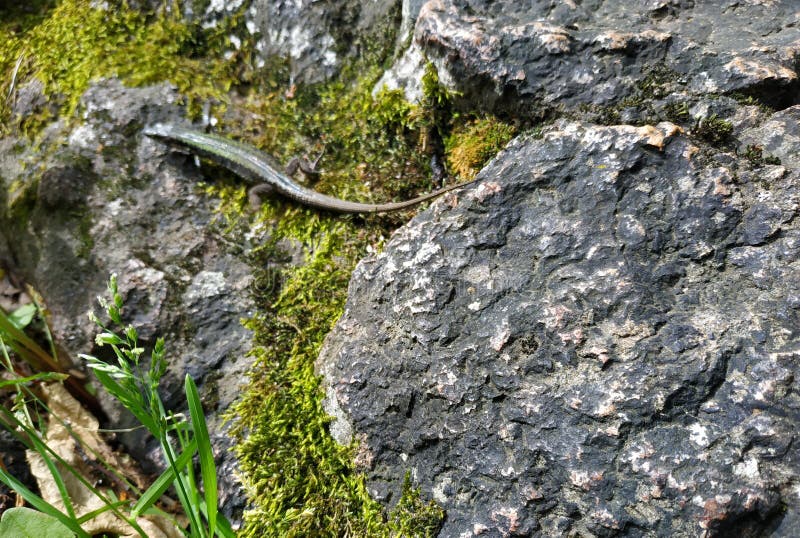 minúsculo lagarto selvagem rastejando-se de se esconder sob uma rocha imagem de stock minúsculo lagarto selvagem rastejando-se de se esconder sob uma rocha imagem de stock