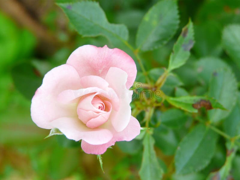 Minúsculo palidezca - el rosaceae de la rosa del rosa imagen de archivo libre de regalías Minúsculo palidezca - el rosaceae de la rosa del rosa imagen de archivo libre de regalías