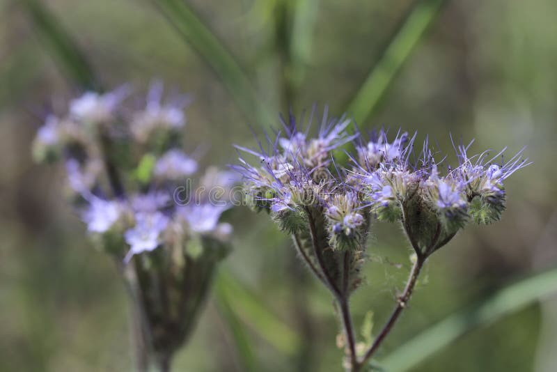 Miodowi kwiaty phacelia na bokeh tle zdjęcia royalty free Miodowi kwiaty phacelia na bokeh tle zdjęcia royalty free