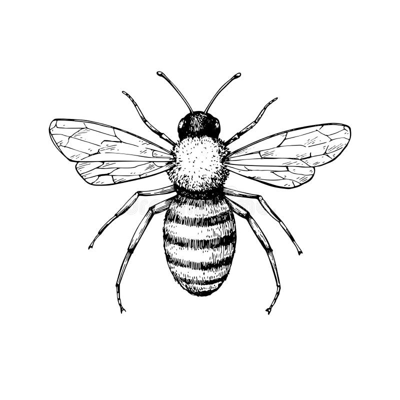 Miodowy pszczoła rocznika wektoru rysunek Ręka rysujący odosobniony insekta ske